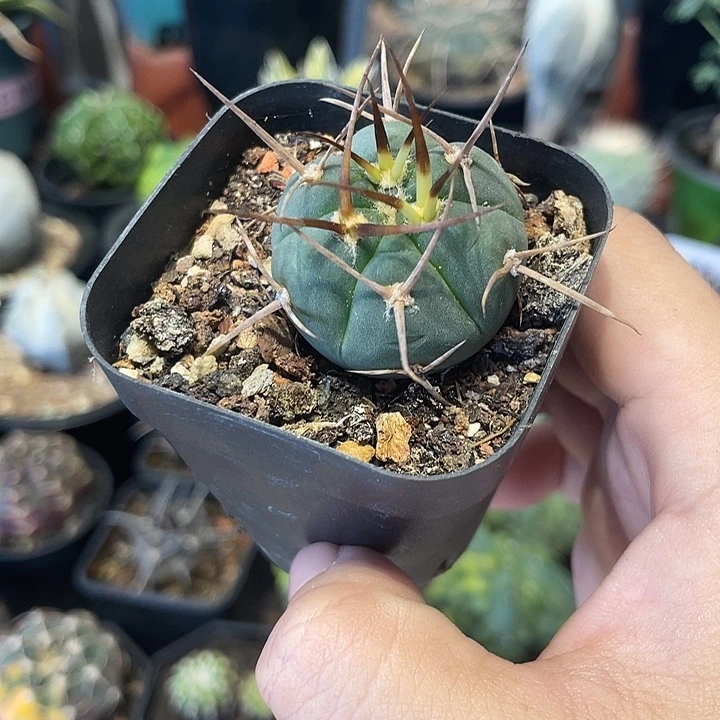 实生超刺光琳玉仙人球