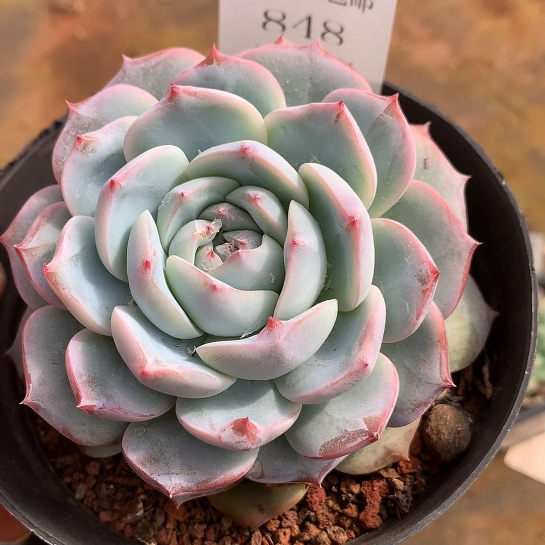 【闪购商品】云848号梦见8厘米