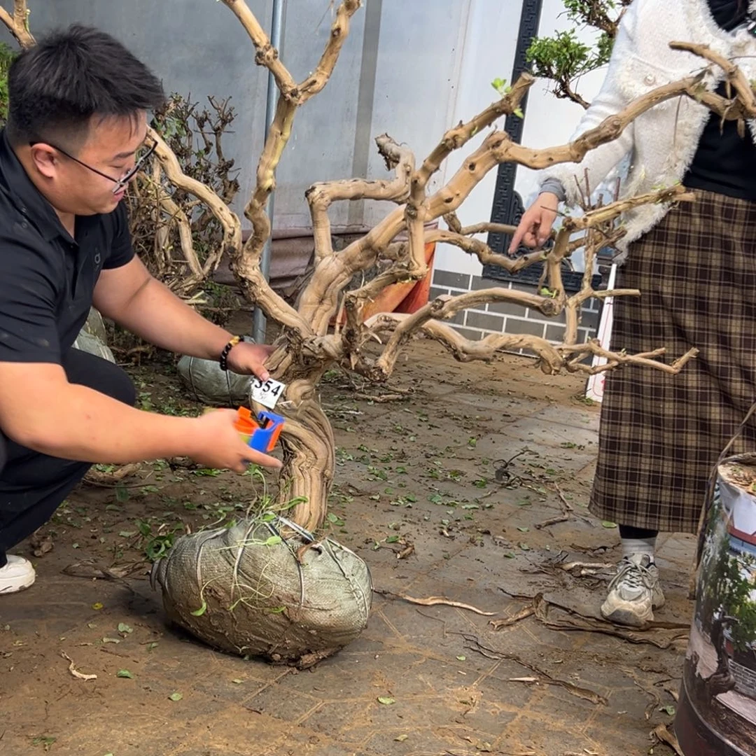 完全开放金银花88888