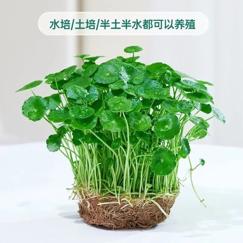 铜钱草金钱草基地直发水培植物