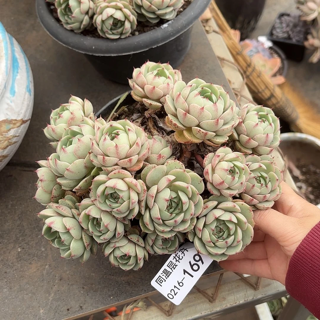 同温层多肉笨吧169