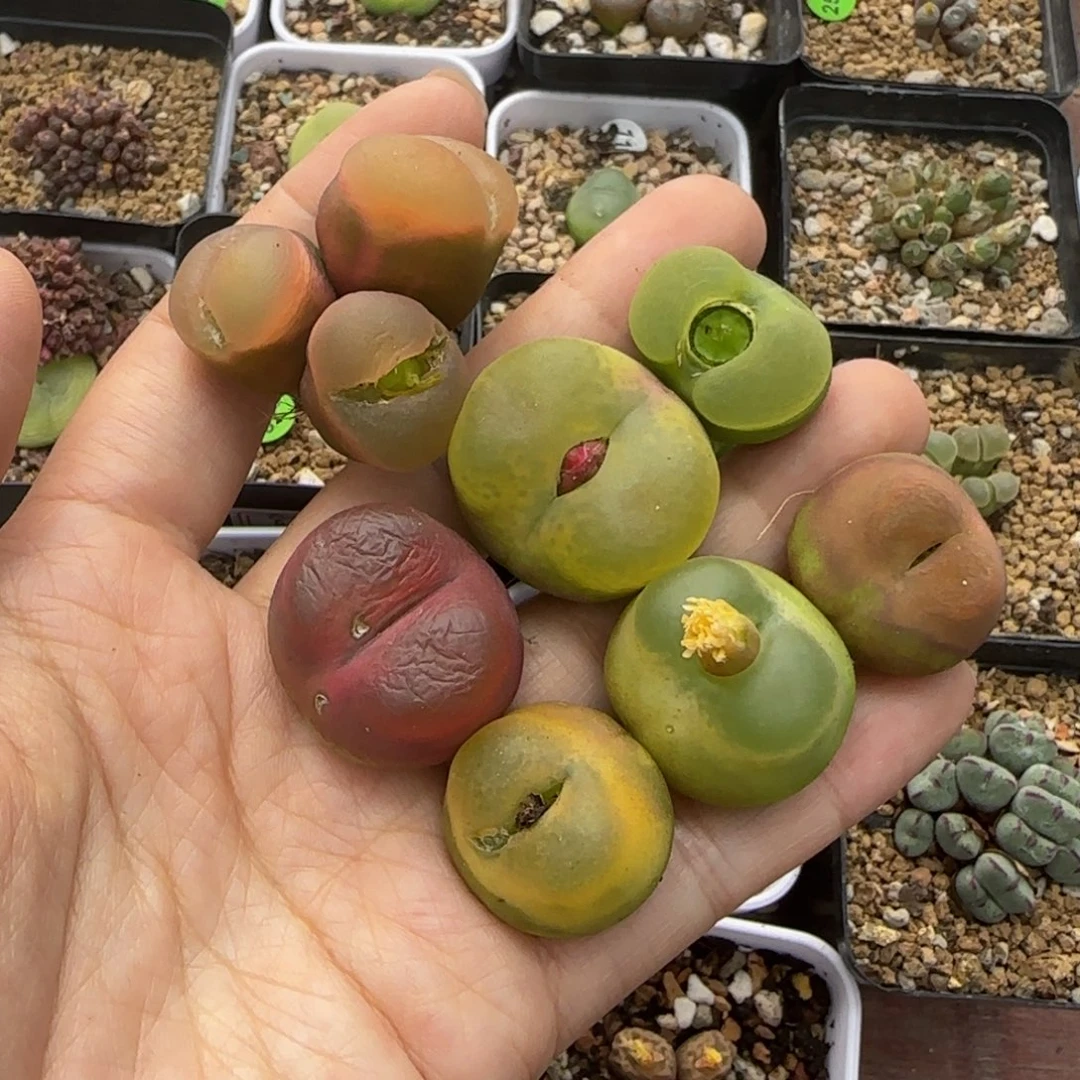 2-2.8（瑕疵疤）多肉植物398