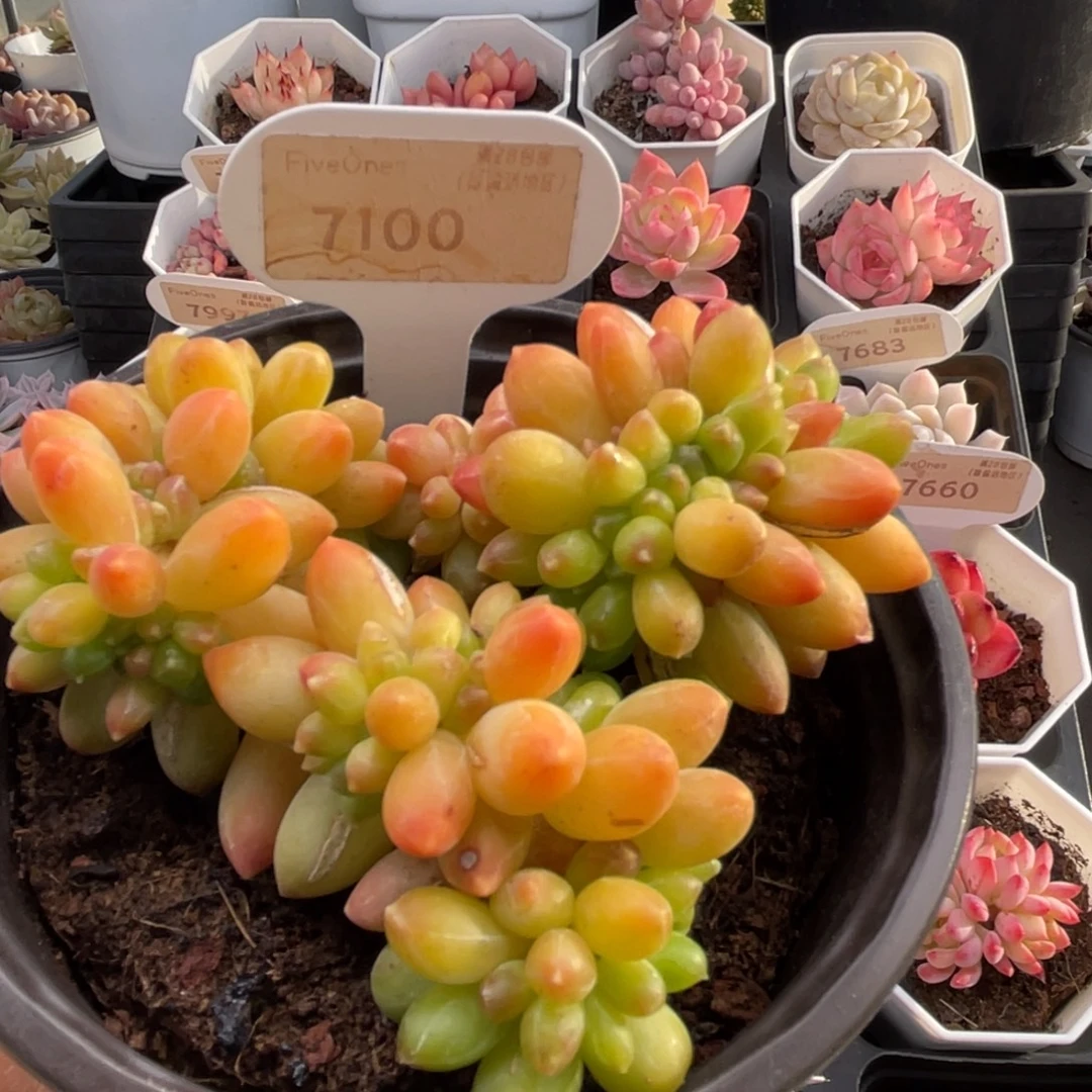 黄香蕉7100-10.0厘米