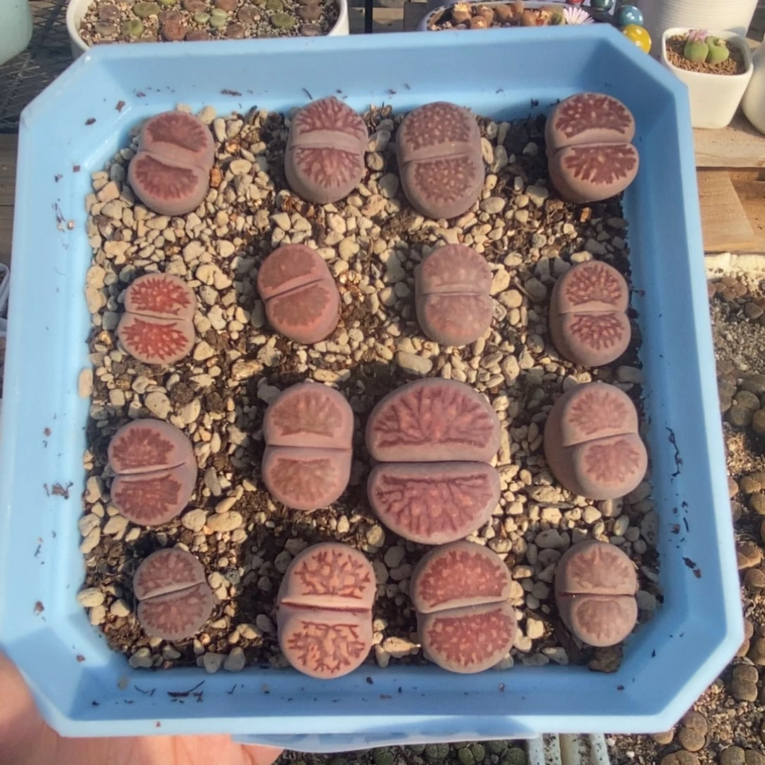 5735 紫菊母本十方盆