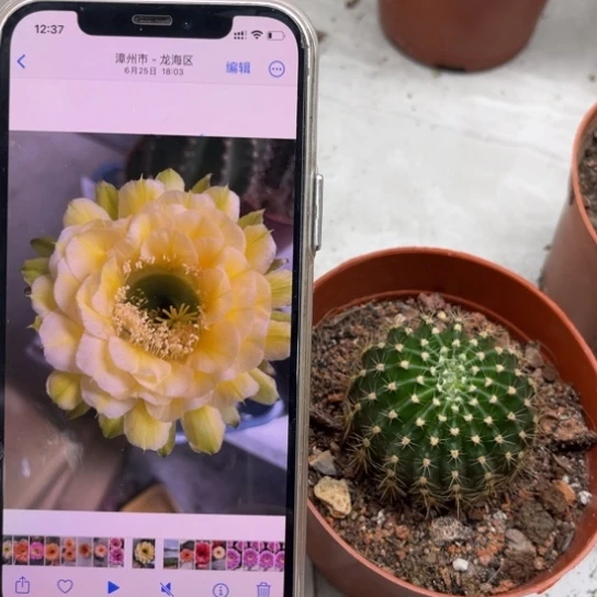 彩草黄白带绿5公分左右