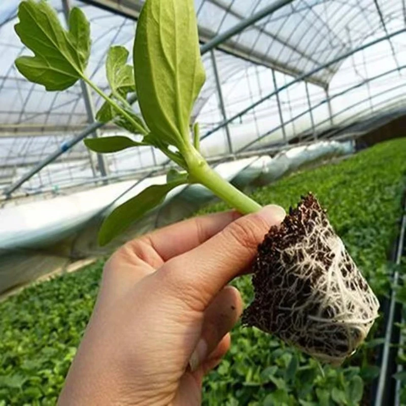 西瓜苗8424麒麟无籽高产早熟甜王西瓜秧苗