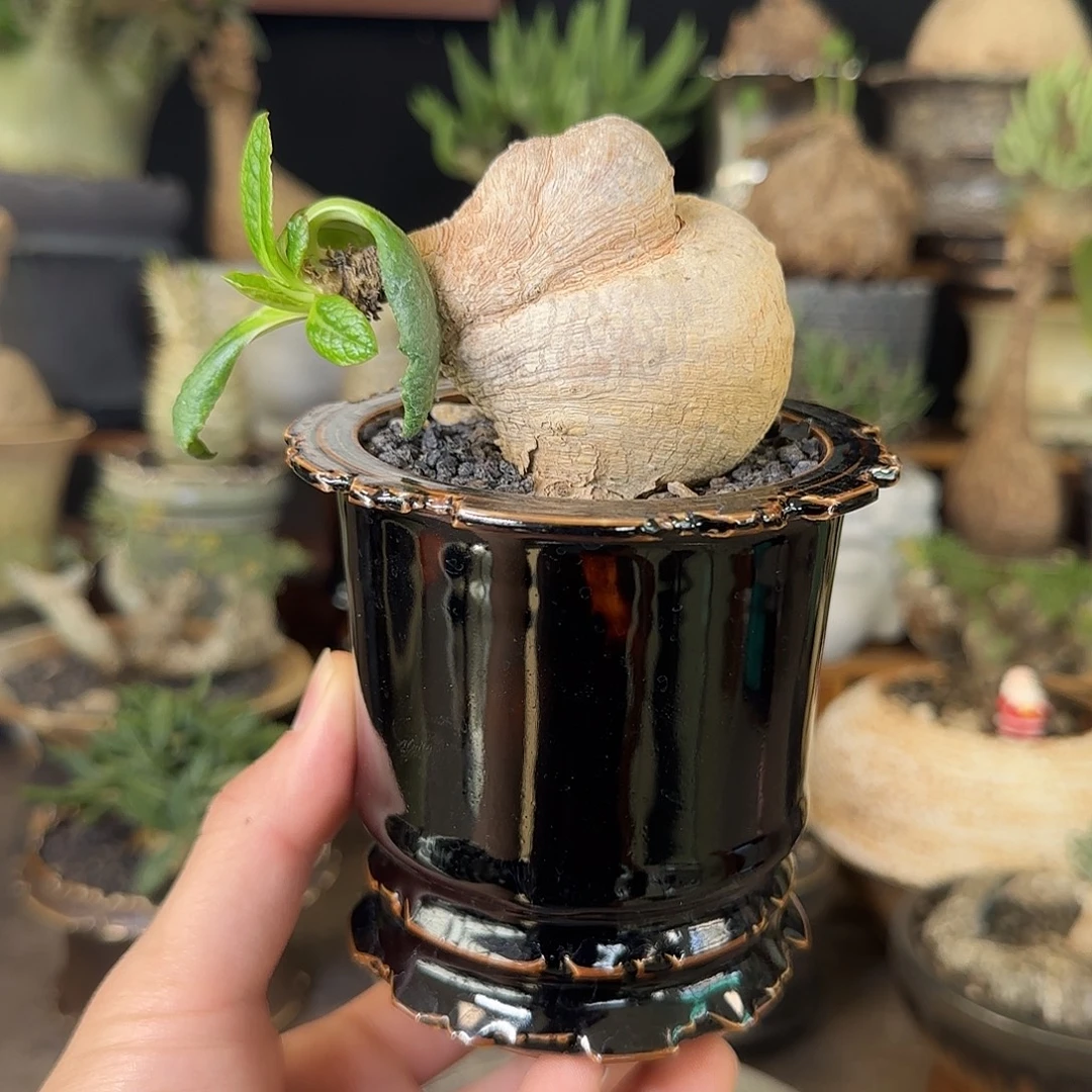 一物一拍樱花大戟1280