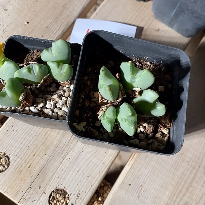 ᥇***ᦔ16359。      少将两盒。