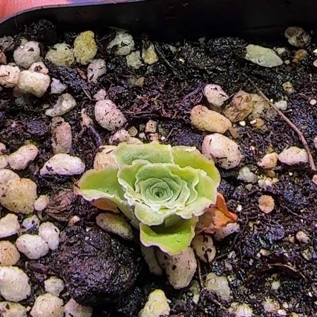 宫绾小蕾丝 非偏远包邮玻璃心慎拍