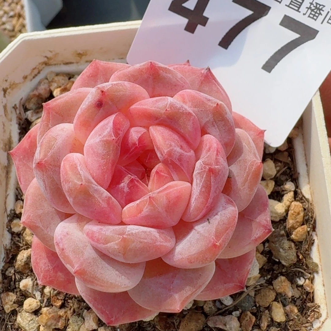 粉魄         精品多肉