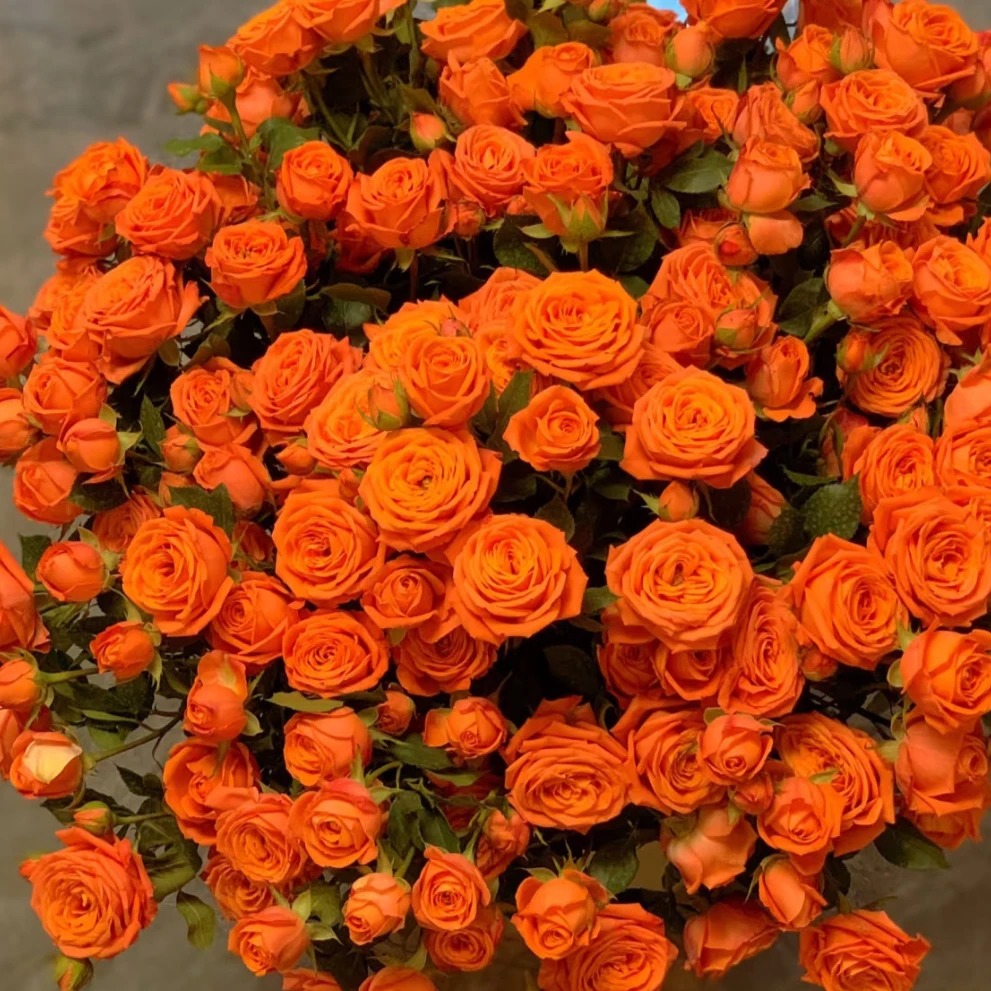 橙色芭比特价品种庭院别墅花园植物多年生四季耐寒