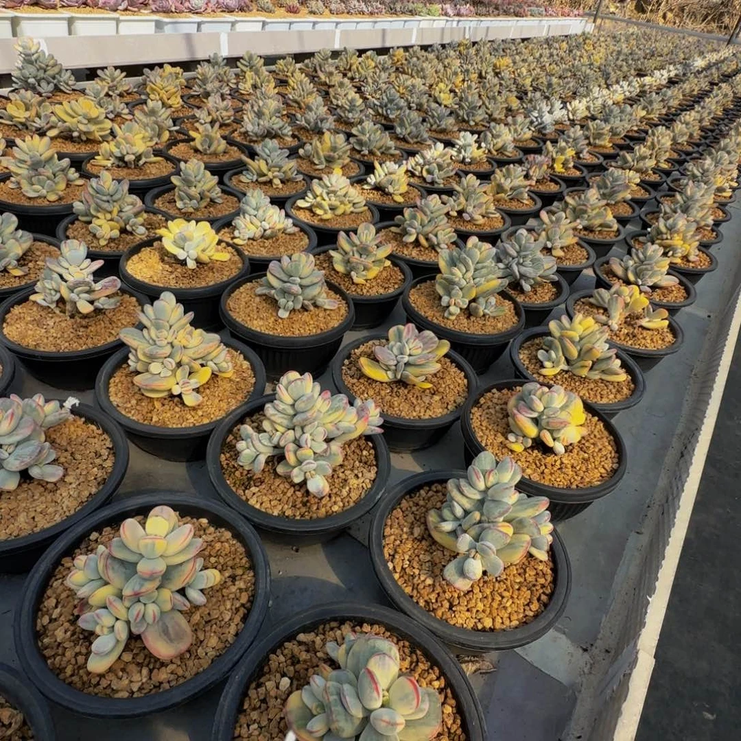 乒乓福娘锦无砍群生