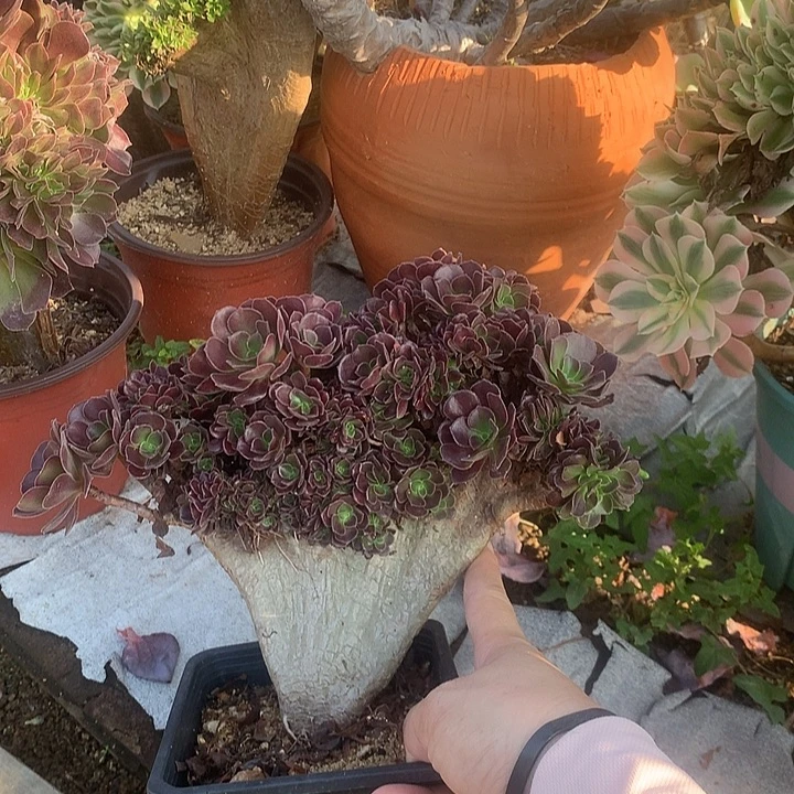 欧紫缀化冠幅24厘米左右