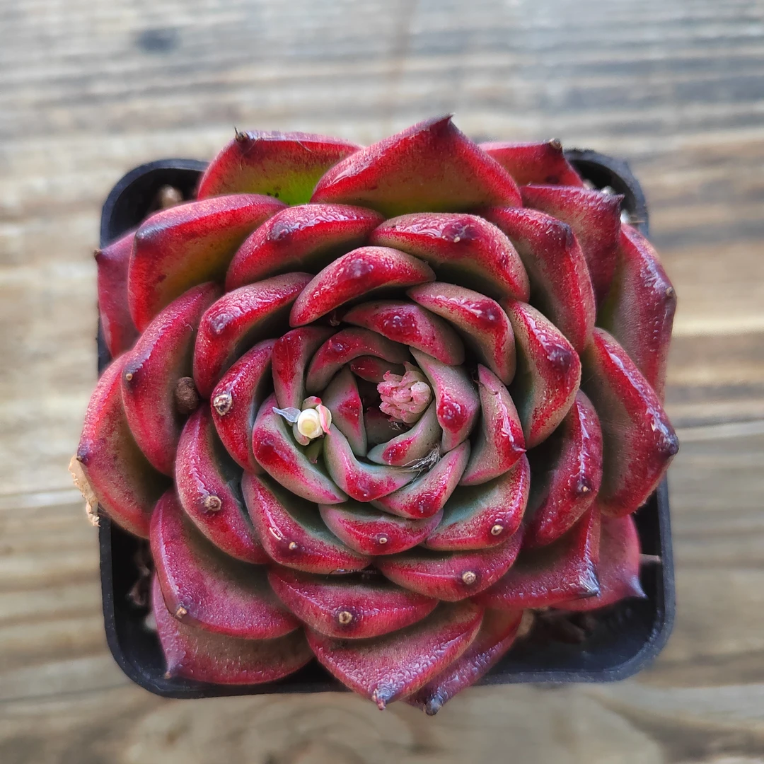 【篝火多肉  满9.9包邮】阳台露台绿植栽种养护