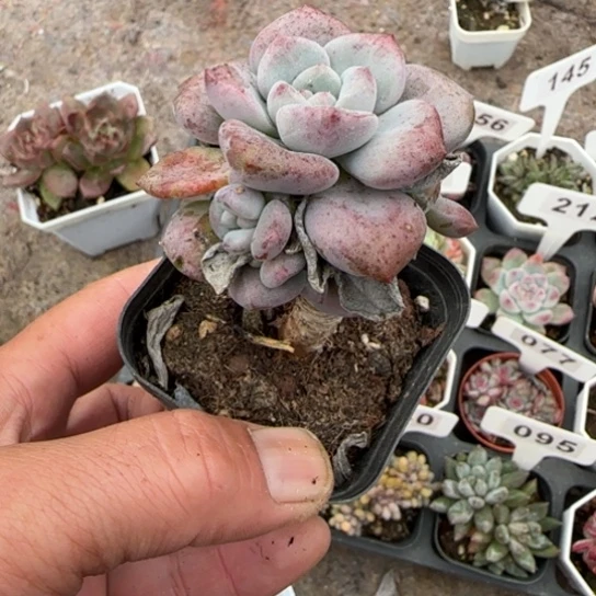 92白鹭多肉植物多