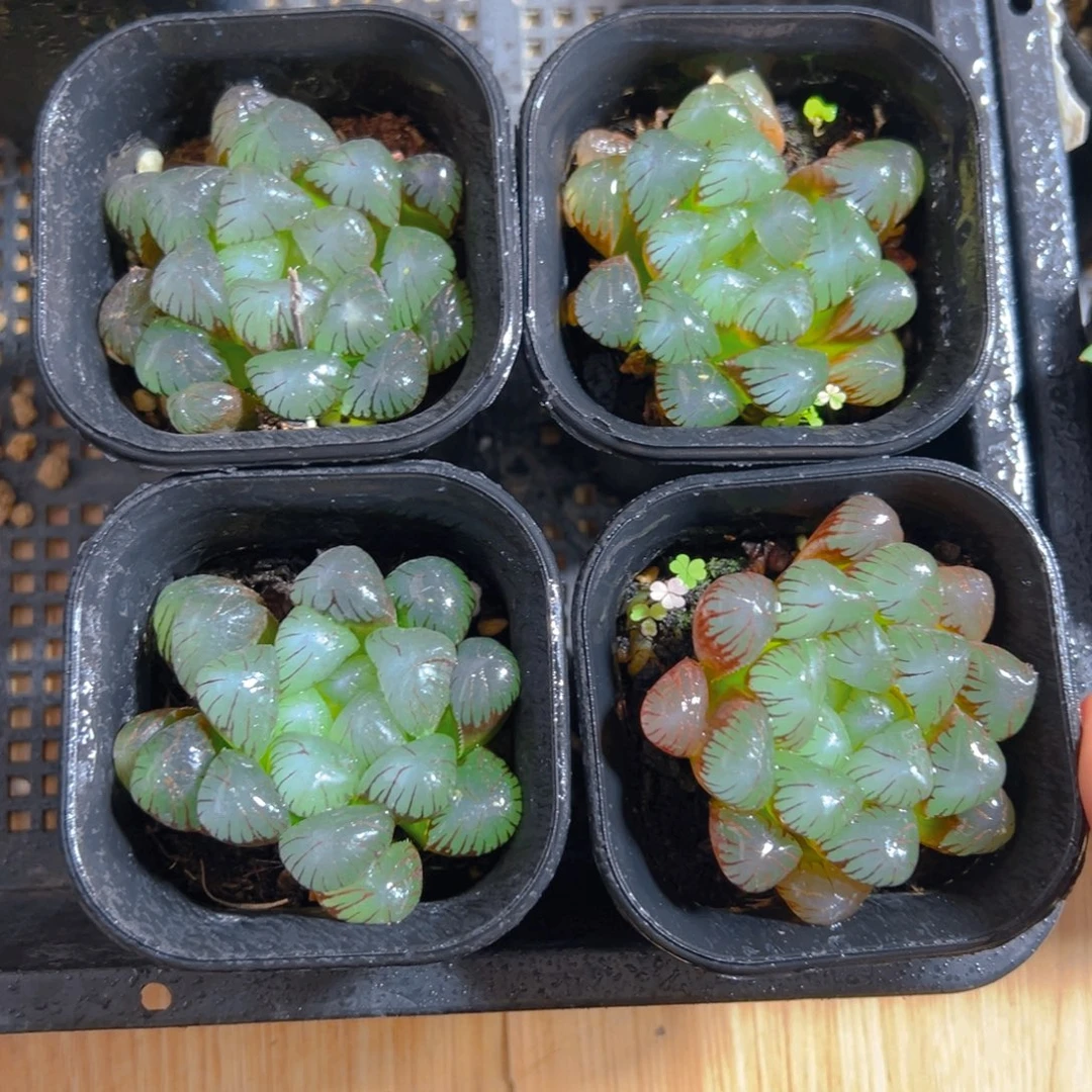 万象盆紫姬玉露多肉一颗