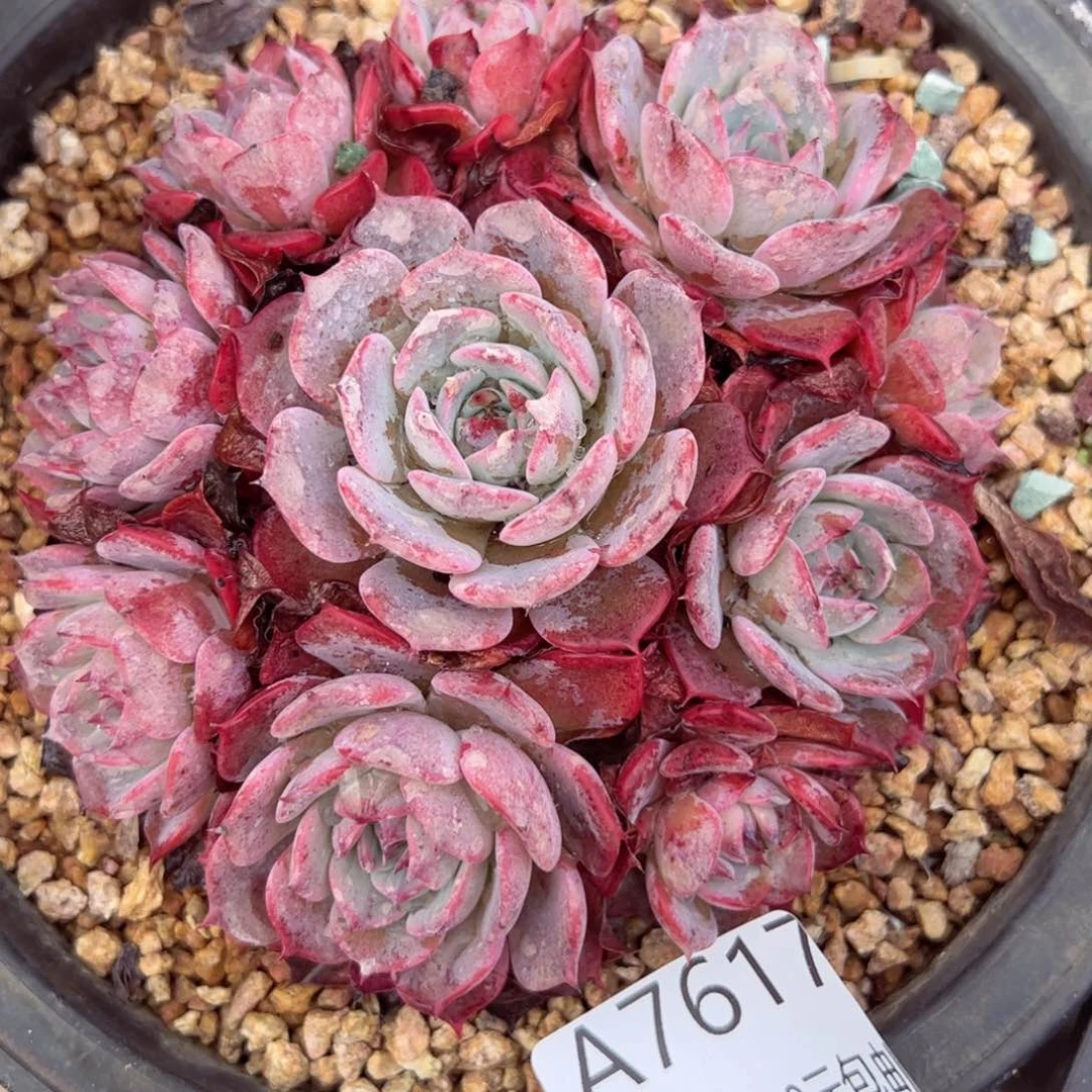 幸运的是我的朋友们