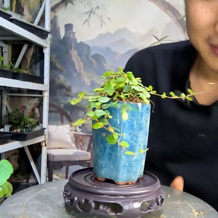 糖**乐中青园艺一物一拍101