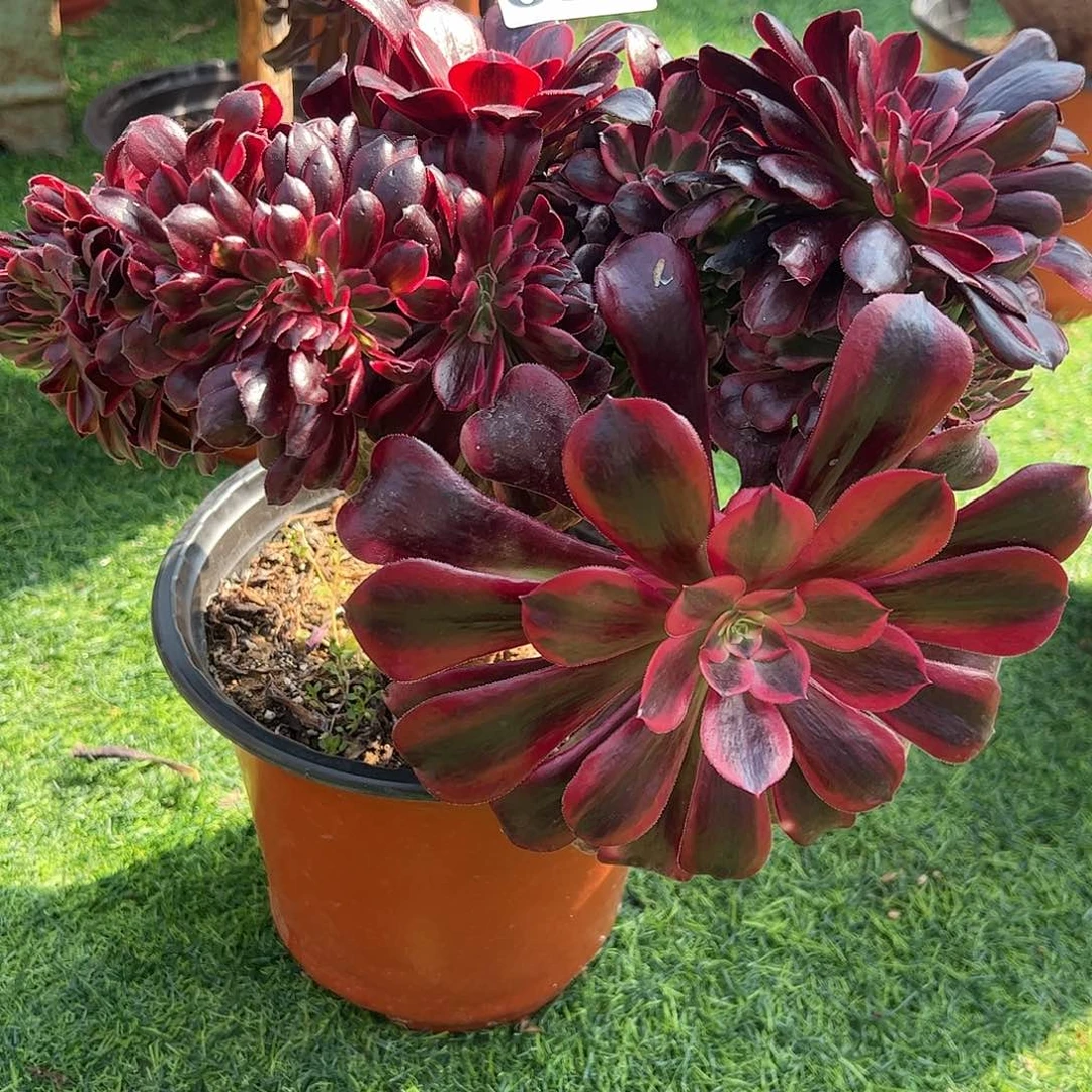 ?****?094美杜莎缀化法师