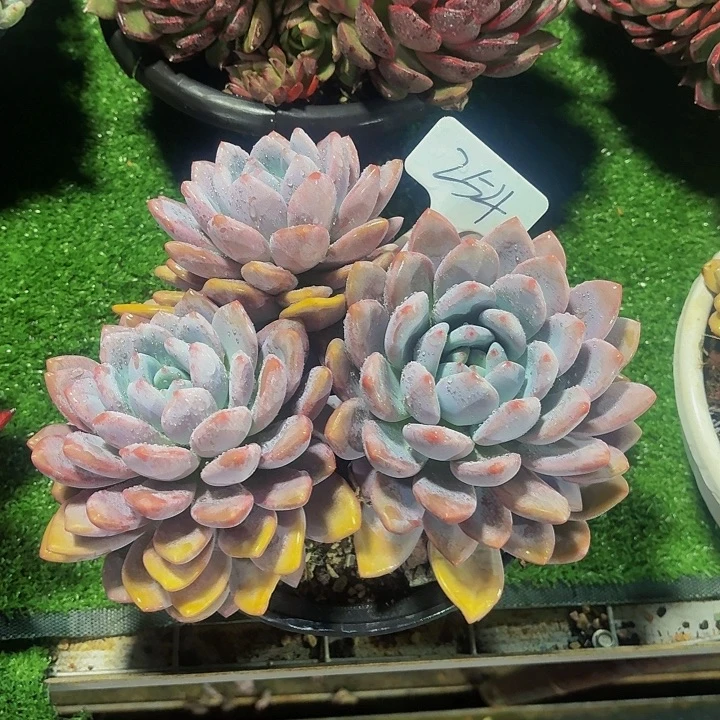 嫣***歌丽娟花卉爱桃3头爱桃