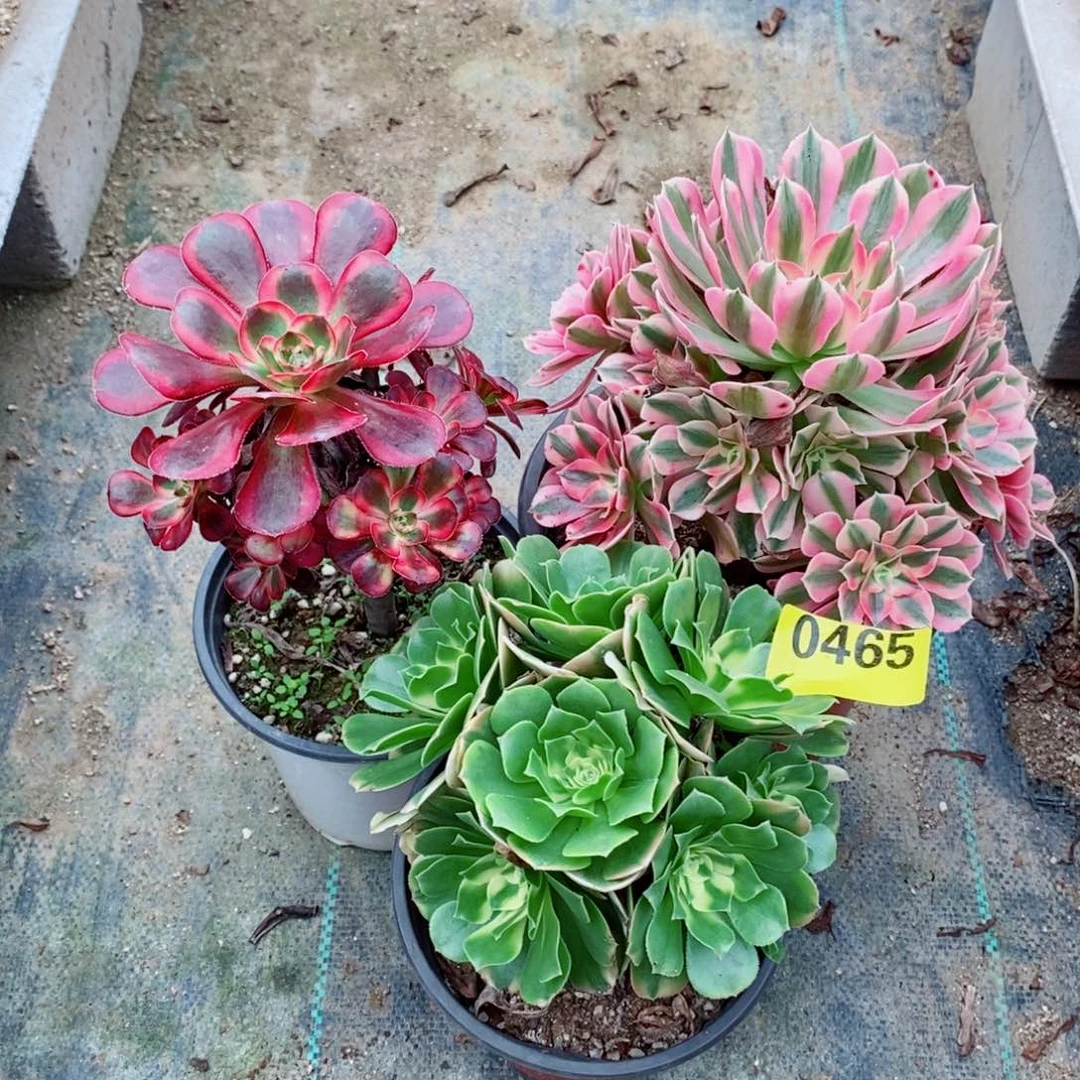 组合三颗小颗多肉法师辛尼亚0465