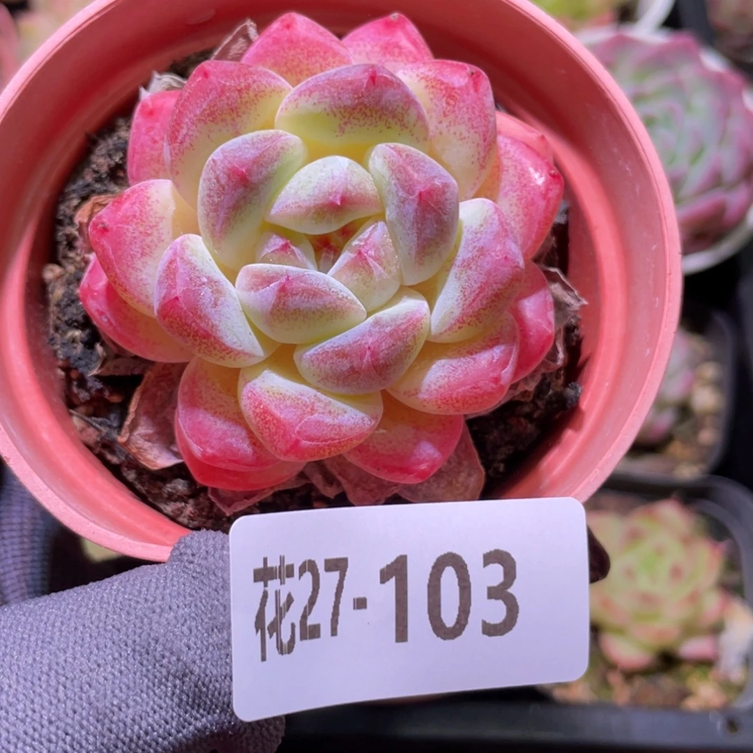 花利美27-103冰糖