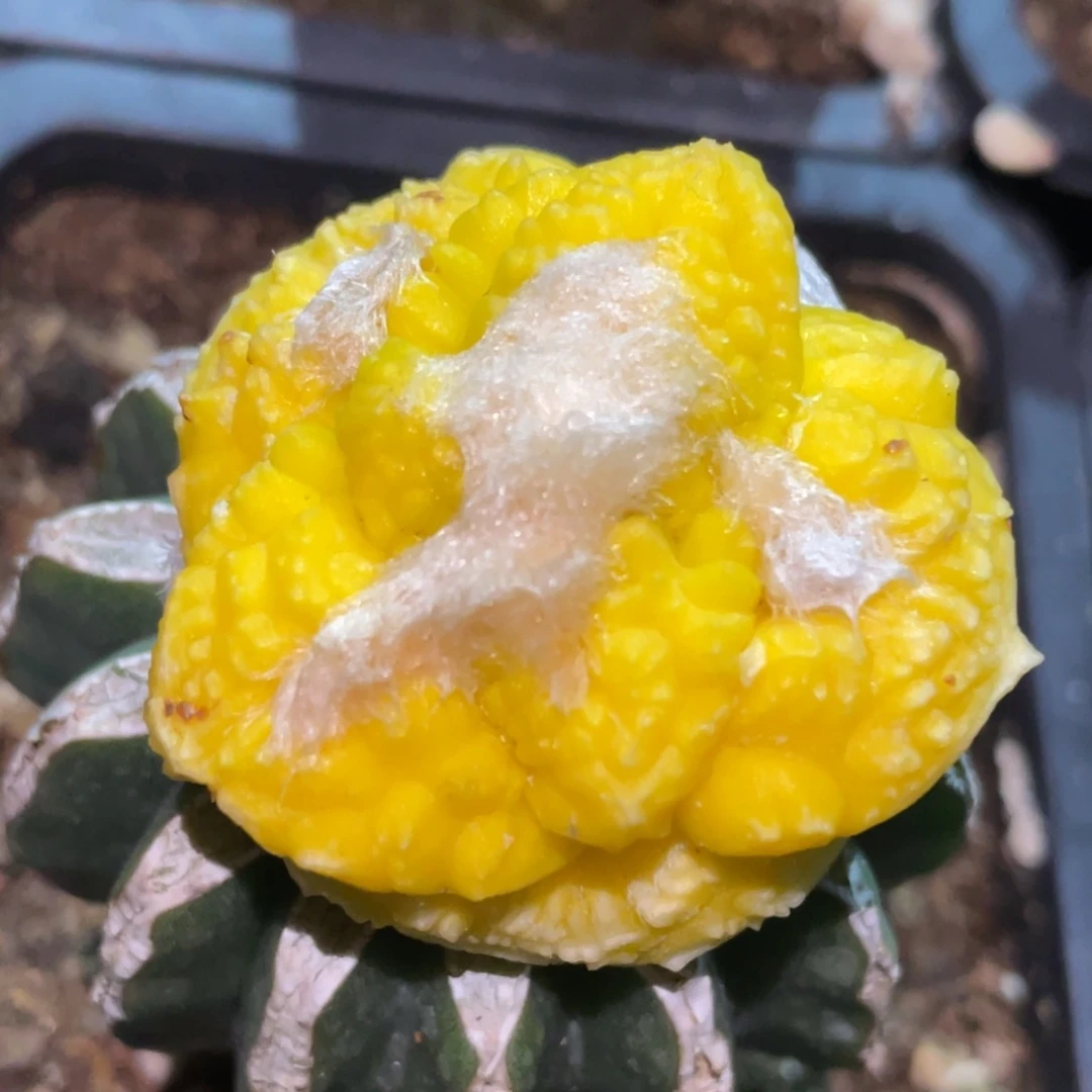 全部花朵大犹宽犹815