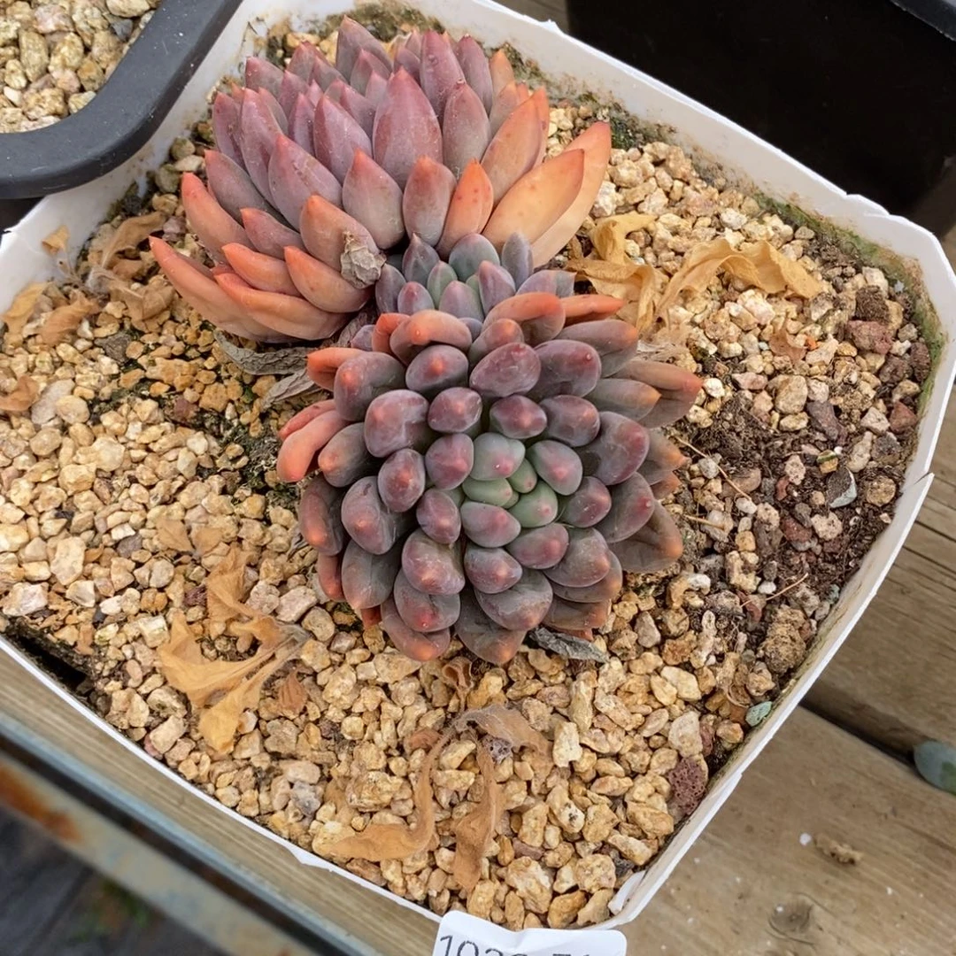 74号多肉群小可爱