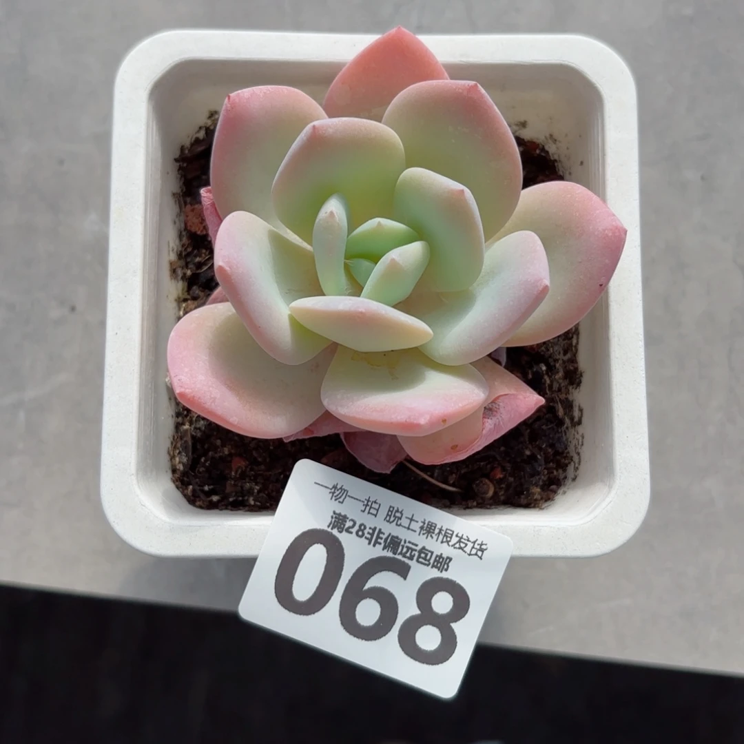奶茶单头无盆土发货