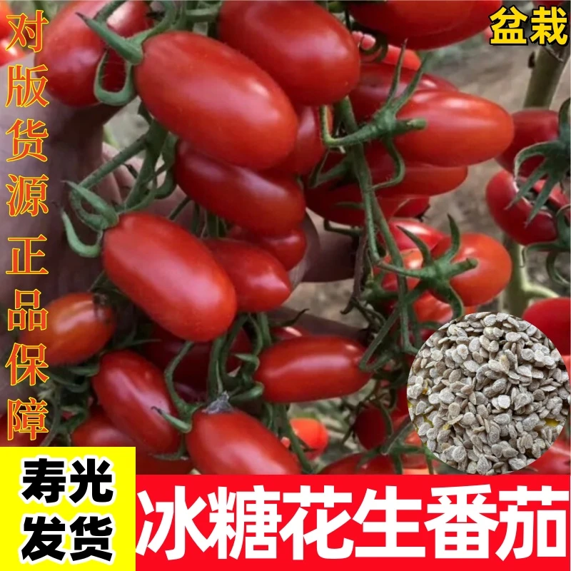 花生口感小番茄种子阳台盆栽家庭小院种植水果蔬菜春季四季