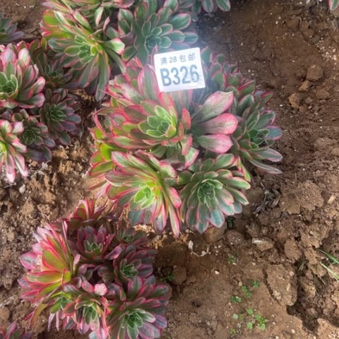 326安娜不包断枝