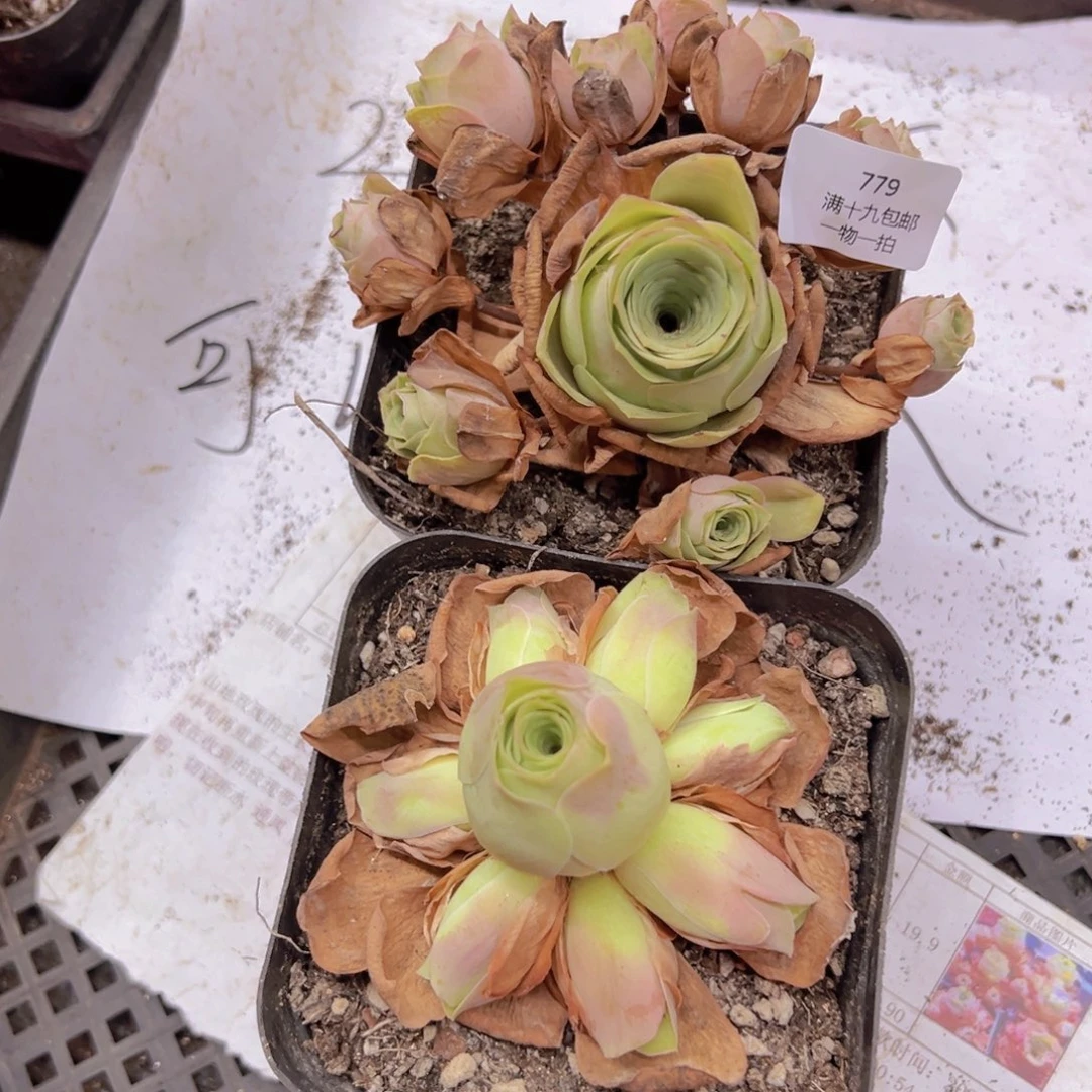 779 侧牙掉了不包损无售后