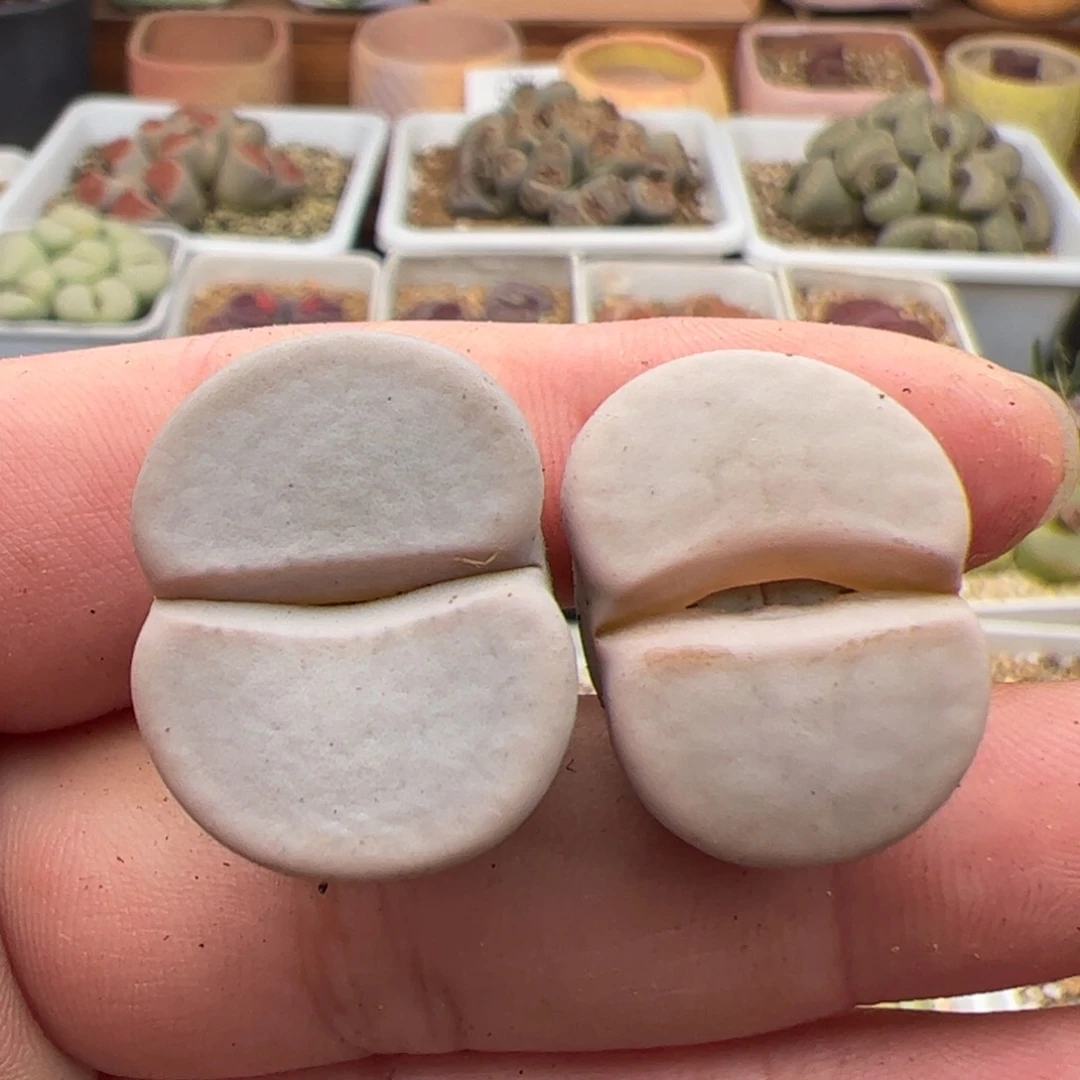 0505号白曲2颗 多肉植物