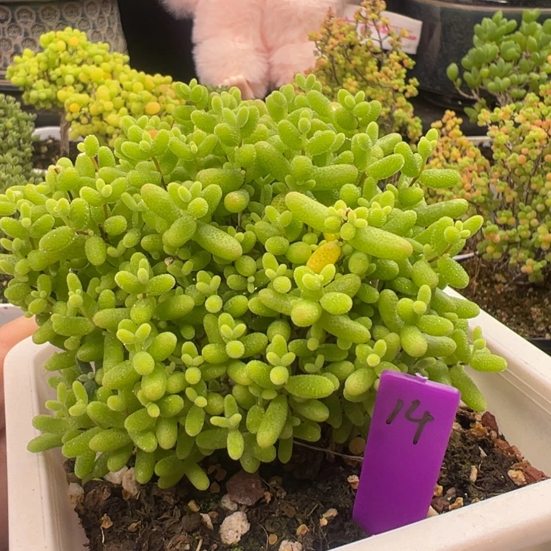 蜜橘糖球14号10cm盆