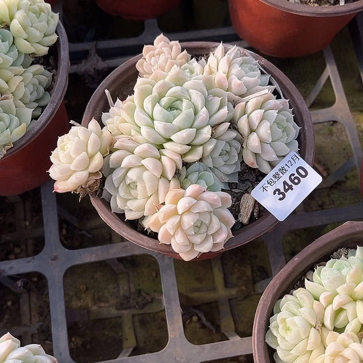 葡***到阿雅园艺。        3460白月影