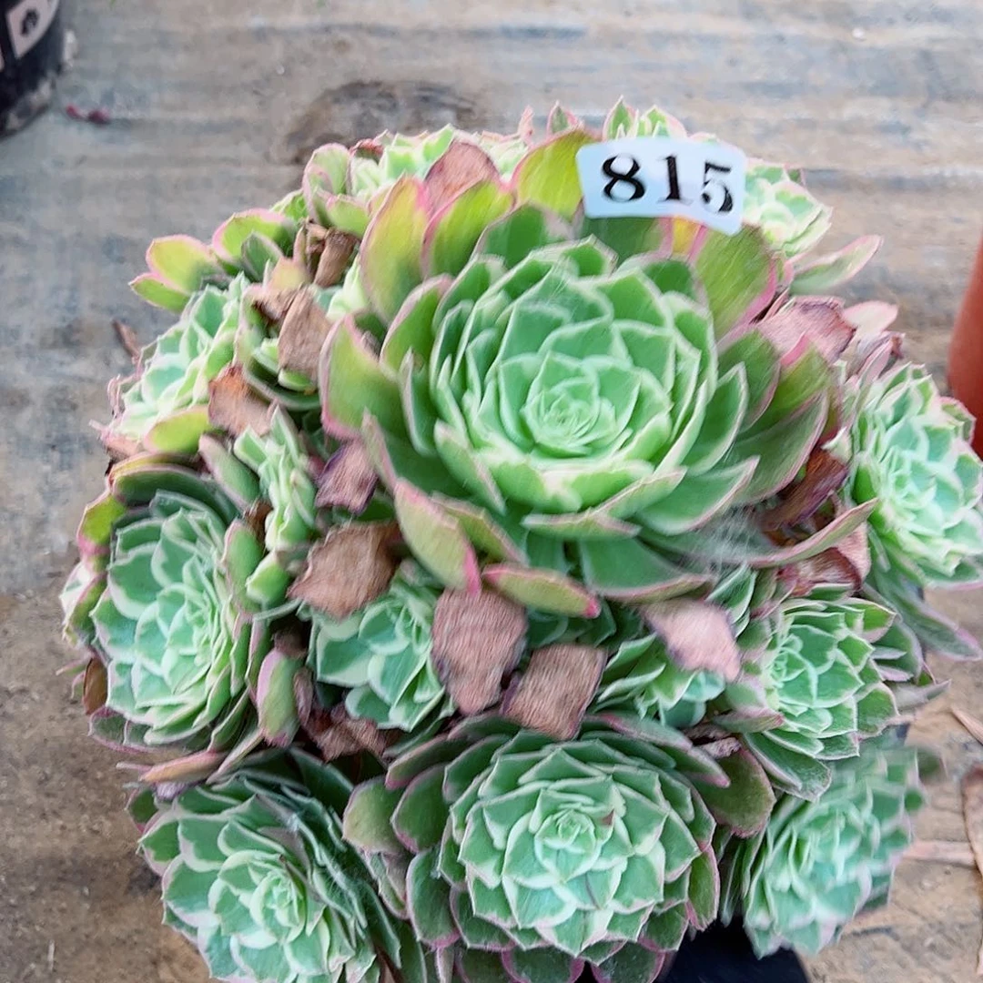 无花朵多肉植物海仙815