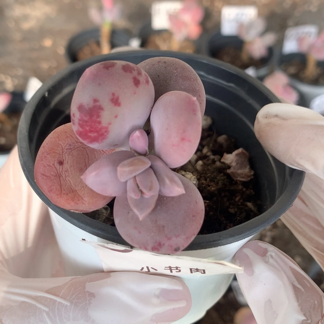 小屁桃小屁桃小屁桃329