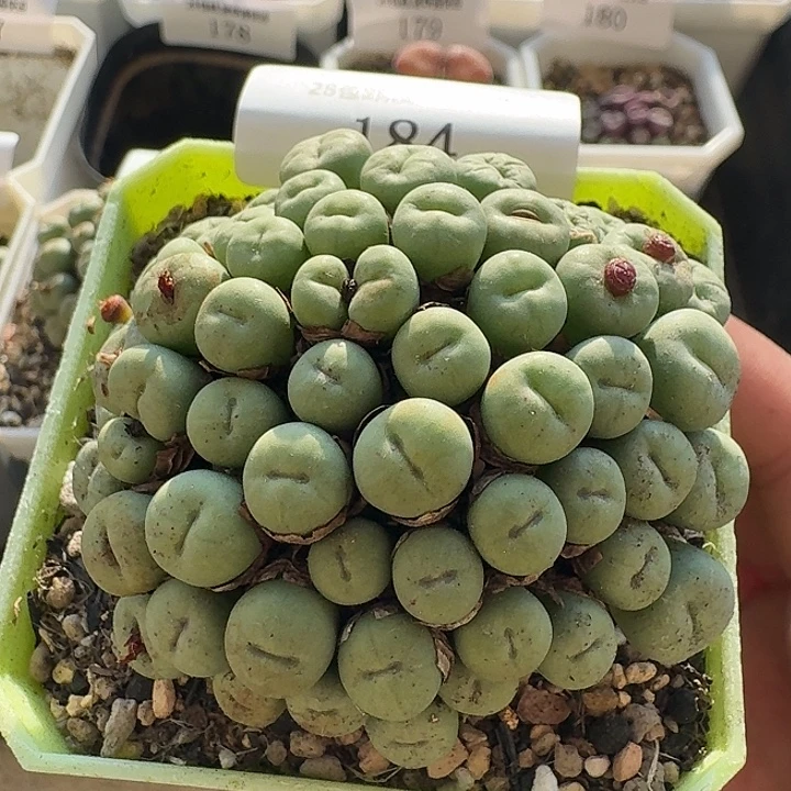 184 小红嘴捧花。