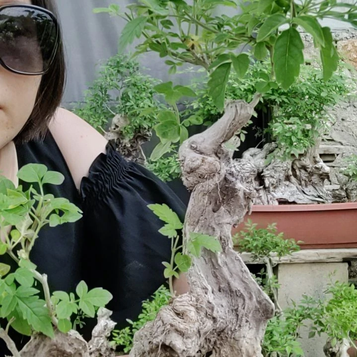 林**地黄荆盆景黄荆