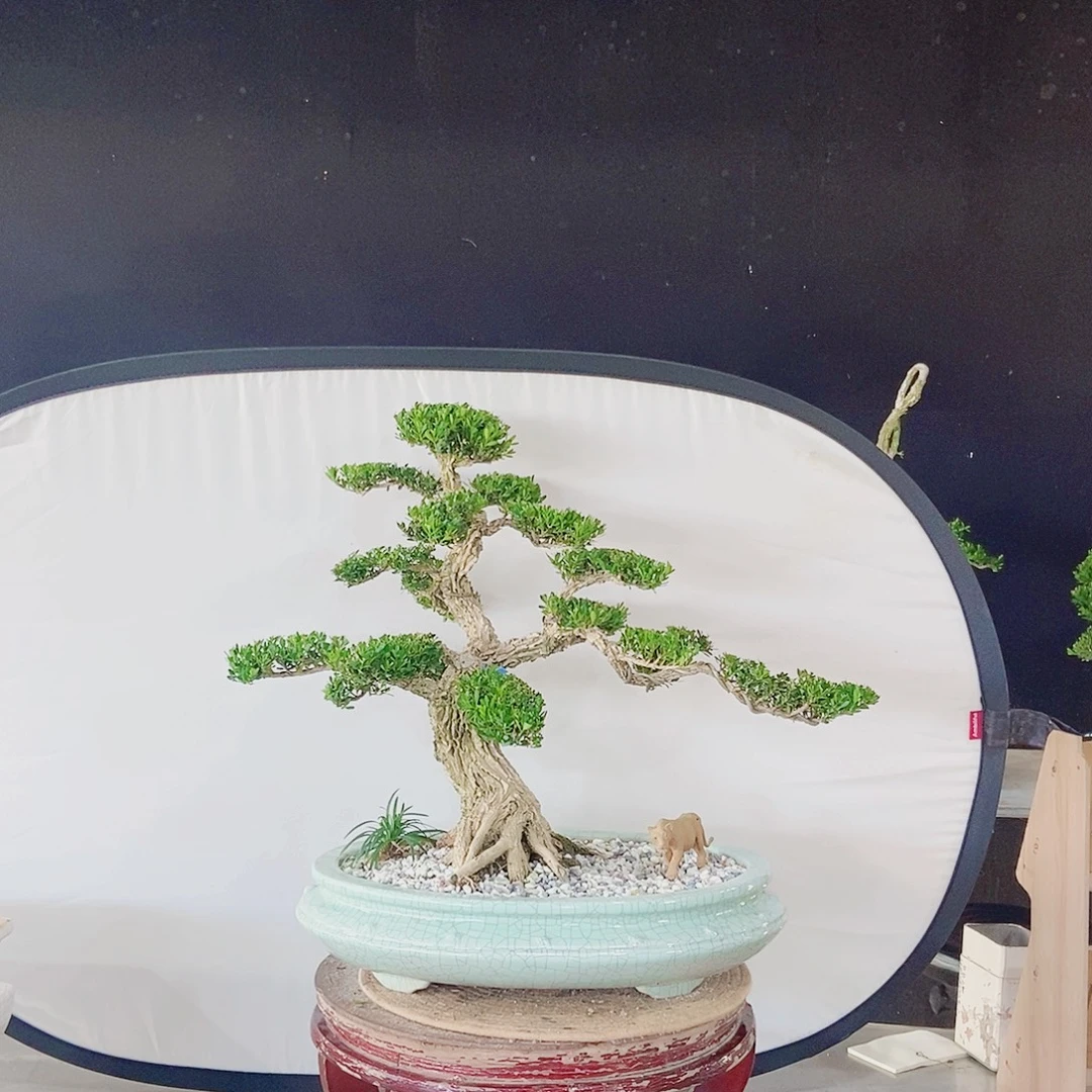 当前无花朵，栽培后可花朵