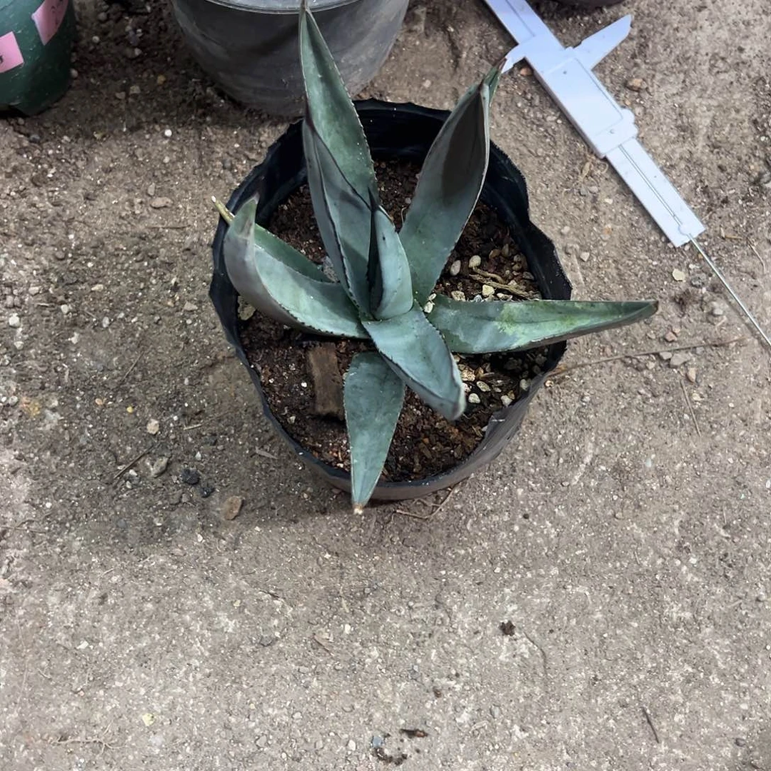 味*沙鱼皮植物生长