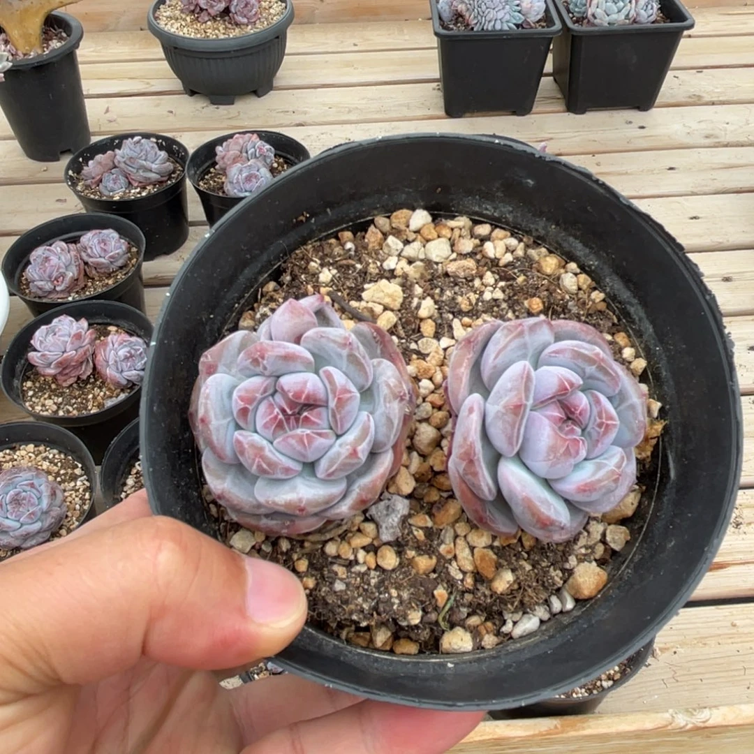 一物一拍满68包邮