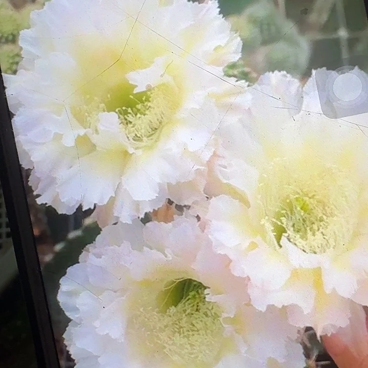 卷可可侧芽4公分彩草