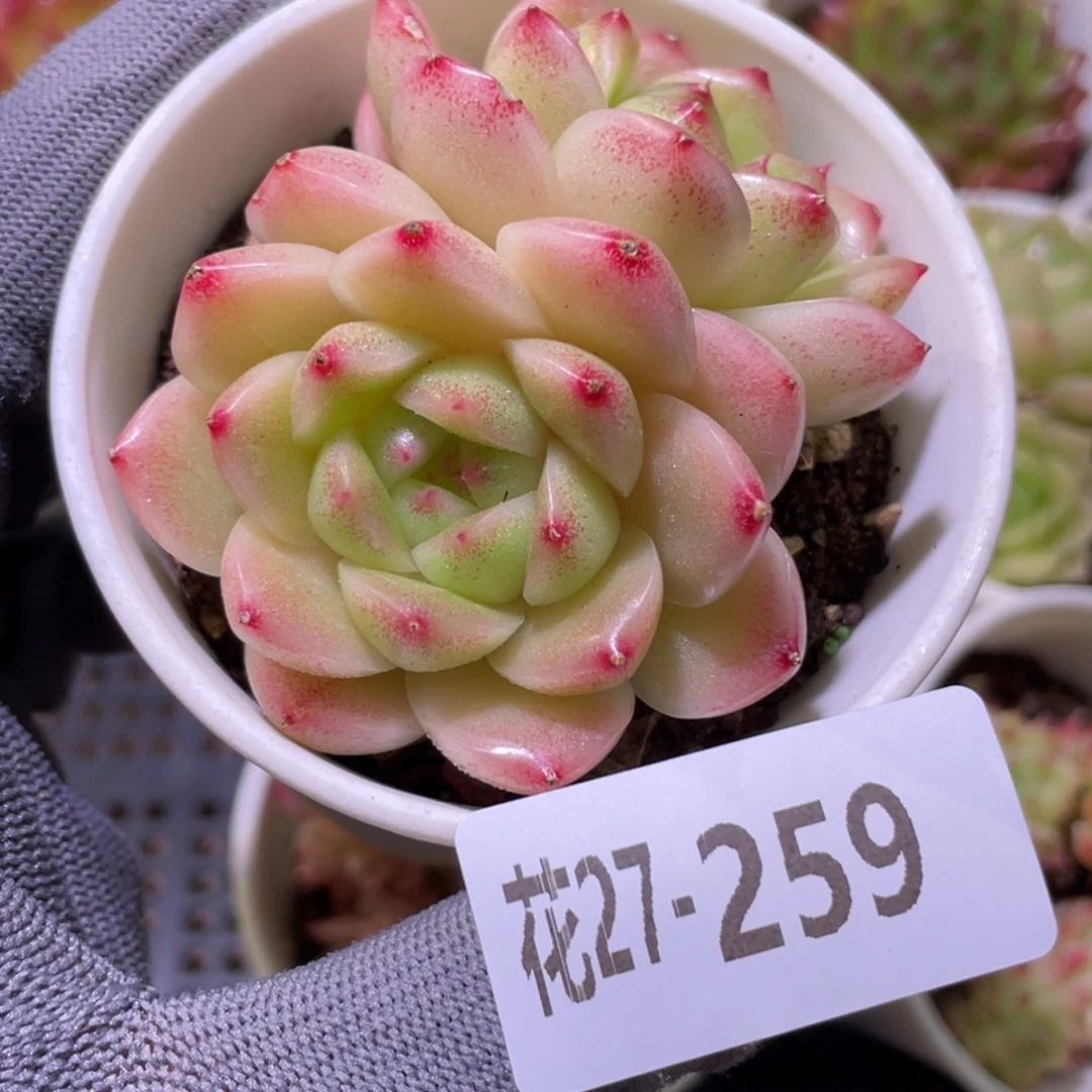 花利美27-259麦秆