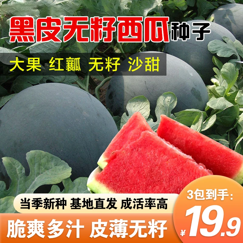 【黑皮无籽西瓜】超甜薄皮西瓜 红瓤特大高产西瓜水果种子