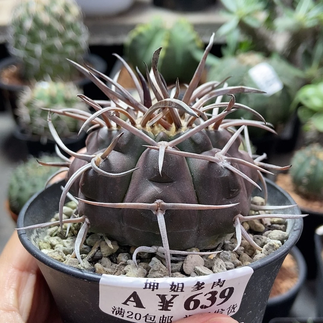 639守金摩天龙