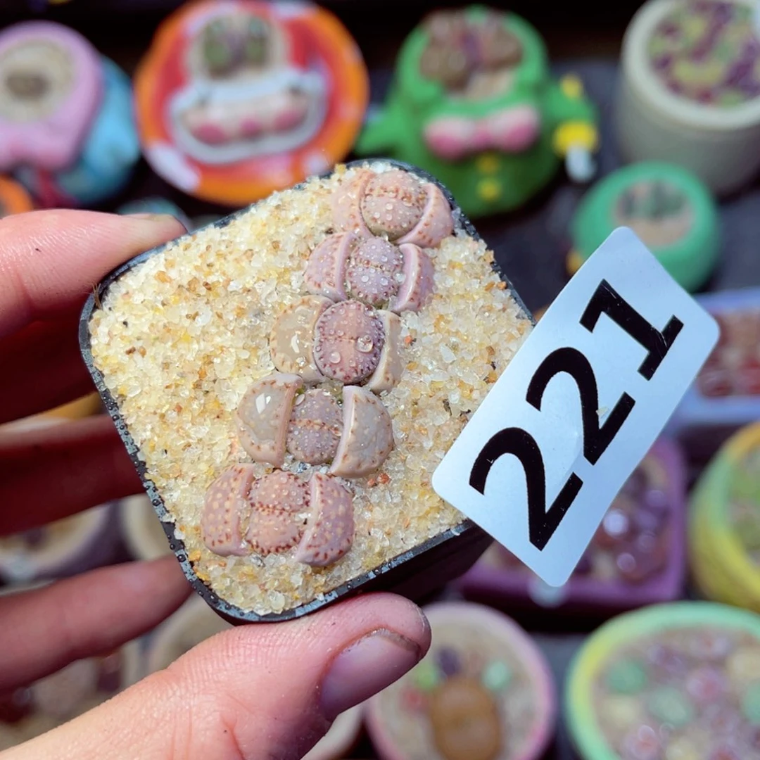 221生石花带盆发