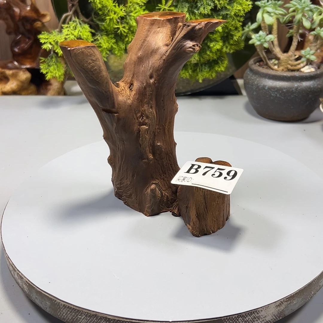 大果紫檀（缅甸花梨）告***码