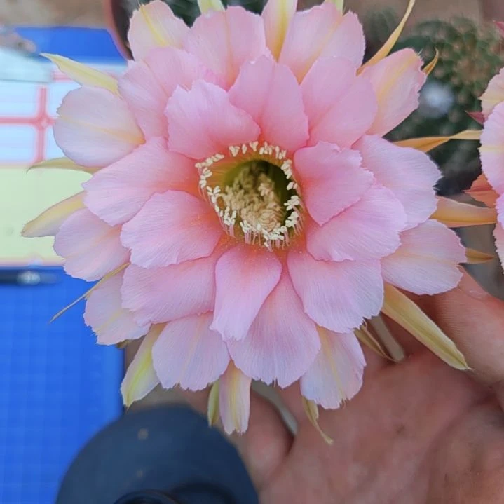 月***咪255号实生彩草，球小瑕疵一物一拍，脱土摘花发货，满20包邮