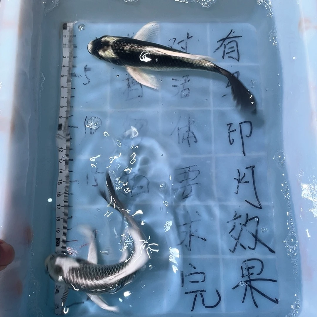 蝴蝶鲤渔场直发95